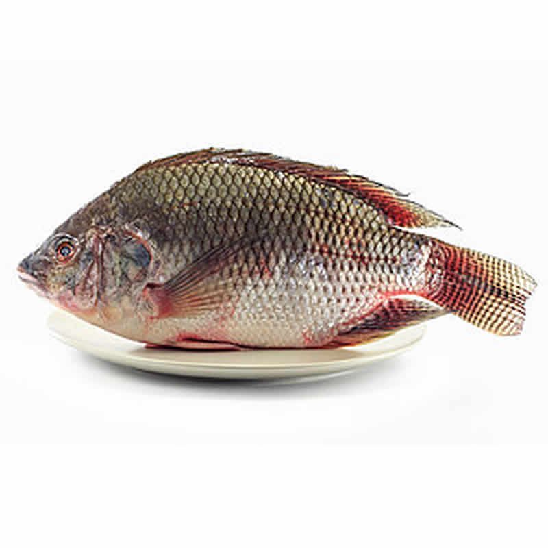 XL Tilapia (Per Kilo) Jellis Foods